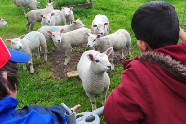 A colour image of children with sheep and lambs as part of the Country Trust Hampshire Farm Discovery Programme Supported by The Ellis Campbell Foundation