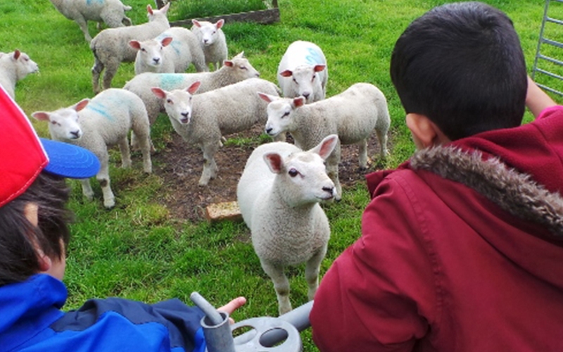 A colour image of children with sheep and lambs as part of the Country Trust Hampshire Farm Discovery Programme Supported by The Ellis Campbell Foundation