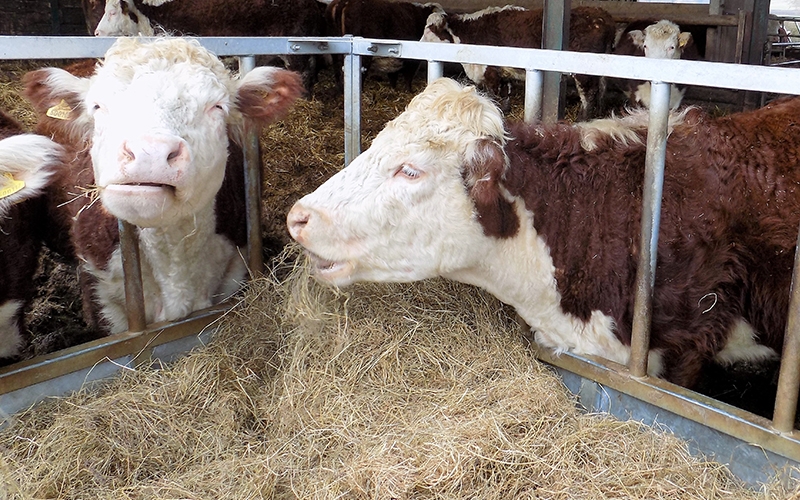 A colour image of cows eating hay part of The Country Trust Hampshire Farm Discovery Programme Supported by The Ellis Campbell Foundation